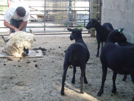 Shearing the sheep on the farm Shearing the sheep on the farm
