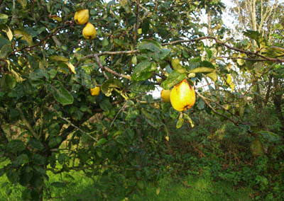 Quince Tree with Quinces