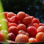 The first picking of Strawberries