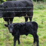 Donna with her calf Rhos.