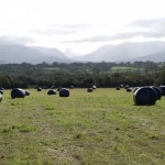 Big Bales of silage just after being wrapped