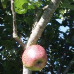 The Highest Apple at Tyddyn Adda