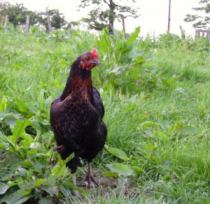 Black Rock Chicken