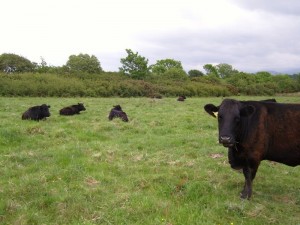 Cows at Ty'n y coed