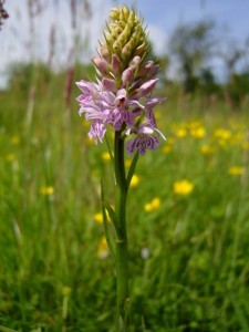 Common spotted orchid