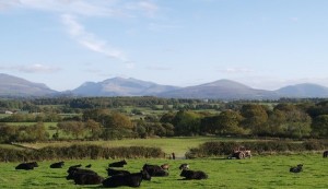 Our herd of Welsh Black Cattle