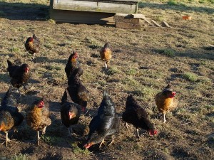 Black Rock Chickens