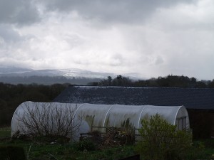 Polytunnel in the snow