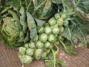 Brussel Sprouts