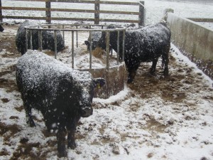 Cows in snow