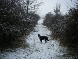 Dog in the snow