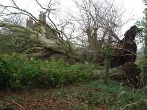 Fallen Beech