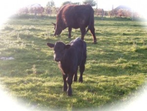 A new born calf at Tyddyn Adda