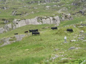 The Welsh Blacks at Blaen y Nant, Dyffryn Ogwen