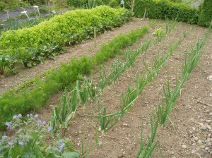 Onions and Carrots in the veg garden