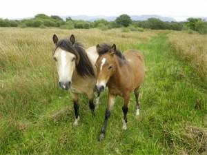 Ponies at Ty'n Y Coed