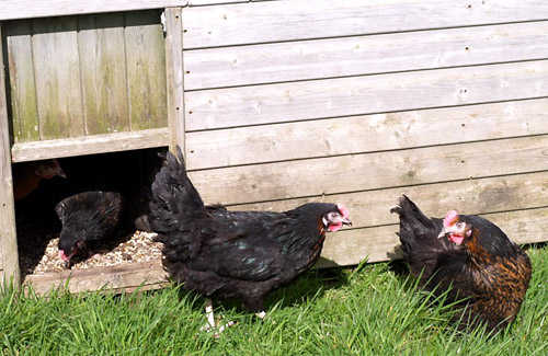 The new hens discovering grass