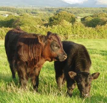 Calves Iolo & Puw