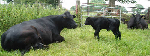 The Welsh black cows along with their calves