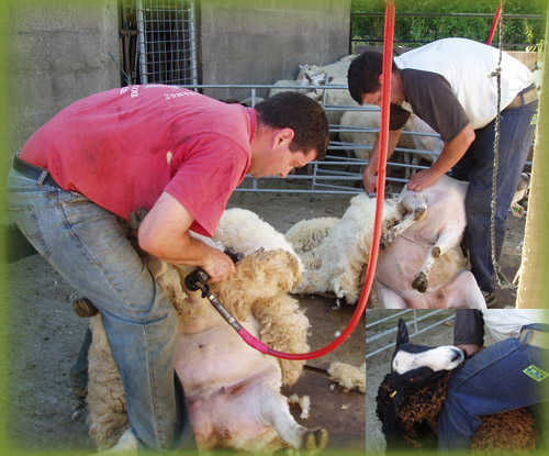 shearing the rams